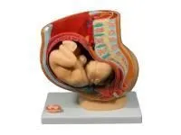 310_1017629 Лопатка, левая, ORTHOBone 1