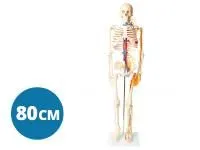 310_A006_Модель скелета человека с основными сосудами и нервами 80 см (на подставке)1