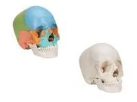 310_1019607 Бедренная кость стандартная, левая, ORTHOBone 1