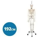 310_1019880 Биомеханические тесты блок 20PCF3MM, ORTHOBone