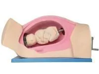 P6 Тренажер для демонстрации процесса родов