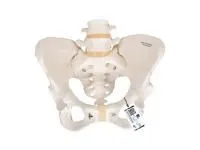 310_1005121 Плечевая кость, правая, ORTHOBone 1