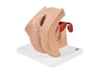 310_1013705 модель 3B Smart Anatomy 6