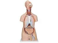 310_1018341 Колено, правое, ORTHOBone