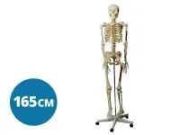 310_A002_Модель скелета человека с раскрашенными местами прикрепления мышц (со стойкой) 1