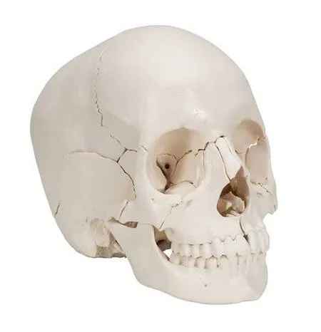 Модель черепа обычная