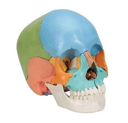 Модель черепа цветная