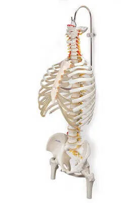 Подставка под скелет и позвоночник