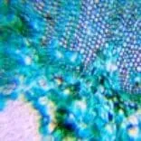 Слайд из набора для опытов K50 под микроскопом Levenhuk LabZZ M101