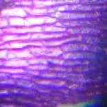 Слайд из набора для опытов Levenhuk под микроскопом Levenhuk LabZZ MT2