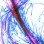 Слайд из набора для опытов Levenhuk под микроскопом Levenhuk LabZZ MT2