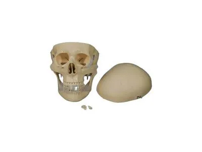 A014N Модель черепа человека 3 части из ПВХ