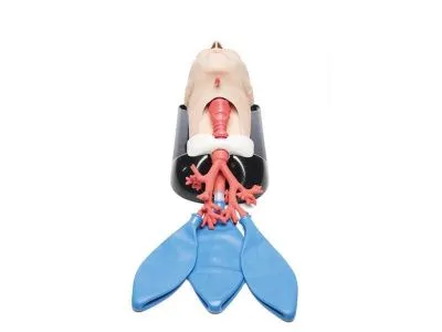 1021550 Расширенный тренажер AirSim Combo Bronchi X для практики с дыхательными путями