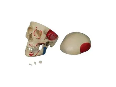 A016 Модель черепа человека с раскрашенными местами прикрепления мышц 3 части