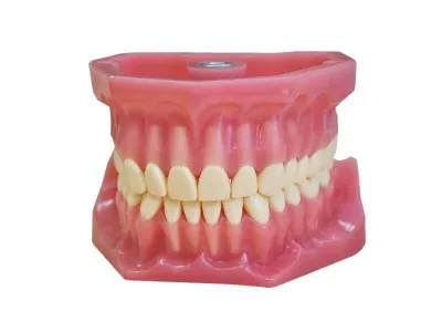 М0163 Денто-модель верхней и нижней челюсти ЧВН-32