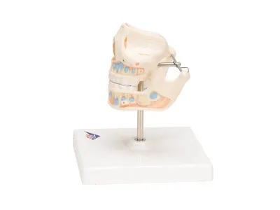 Модель молочных зубов 3B Smart Anatomy_4