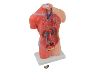 T007 Модель женского торса разборная 42 см 15 частей