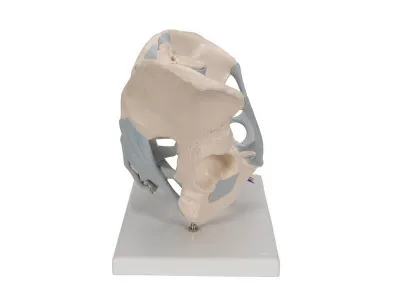 Модель мужского таза со связками, 2 части 3B Smart Anatomy_2