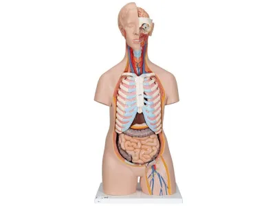 Классическая модель торса, гендерно-нейтральная, 16 предметов