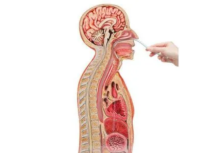 1005568 Модель для интубирования желудка через носовые отверстия