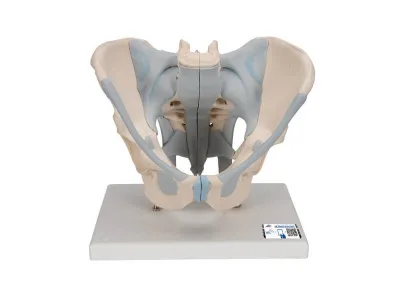 Модель мужского таза со связками, 2 части 3B Smart Anatomy_1