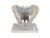 Модель мужского таза со связками, 2 части 3B Smart Anatomy_1