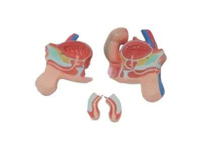 T004 Модель торса двуполая разборная 85 см 40 частей