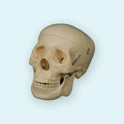 310_A014A_Модель черепа человека 3 части 1