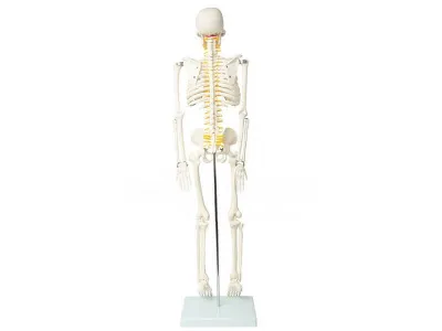Модель скелета человека с позвоночными нервами 80 см (на подставке)_2