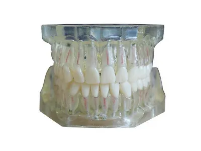 М0249 Денто-модель верхней и нижней челюстей для эндодонтии ЧВН-32Э
