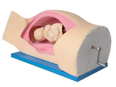 P6 Тренажер для демонстрации процесса родов