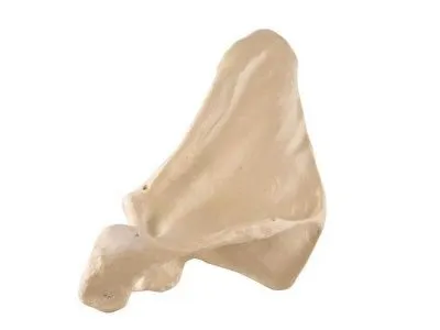 1018517 Лопатка, правая, ORTHOBone