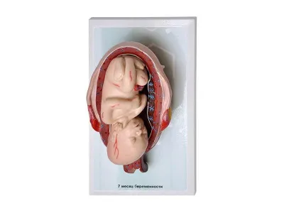М0028 Комплект демонстрационных моделей этапов эмбриогенеза человека