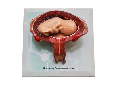 М0028 Комплект демонстрационных моделей этапов эмбриогенеза человека