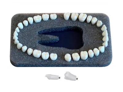 МУ0169 Комплект из 32 модельных зубов З-32