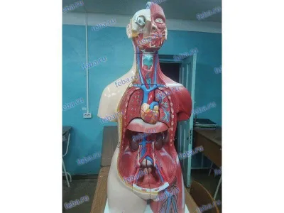 Модель торса двуполая разборная с мышцами 85 см, 30 частей_6