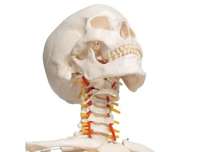 Модель гибкого скелета «Fred» класса «люкс», 176 см_4