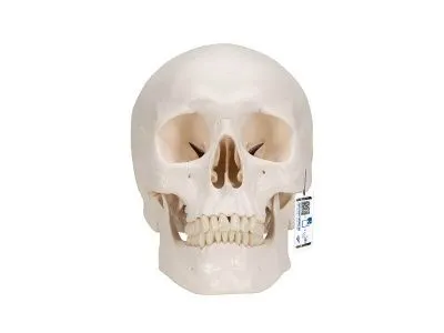 Классическая модель человеческого черепа, 3 часть 3B Smart Anatomy_1