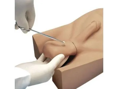 Модель для бесскальпельной вазэктомии (NSV)