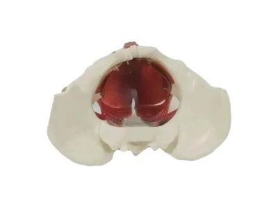 SMD0674 Модель женского таза с мышцами разборная 10 частей