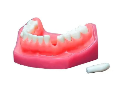 М0470 Денто-модель верхней и нижней челюсти ЧВН-28 N