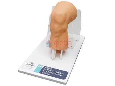 310_МУ0250_Муляж_коленного_сустава