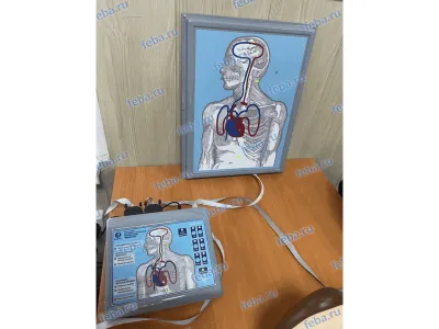 Т12 Максим III-01 полноростовой тренажер СЛР с настенным табло_1