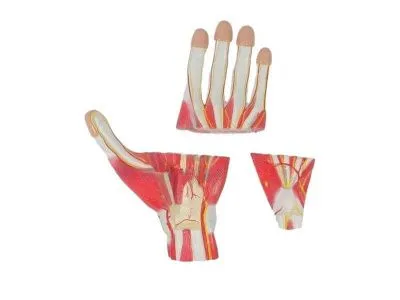 SMD136 Модель строения кисти разборная 3 части
