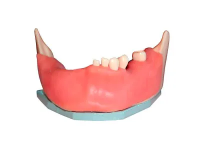 М0363 Денто-модель для хирургической практики