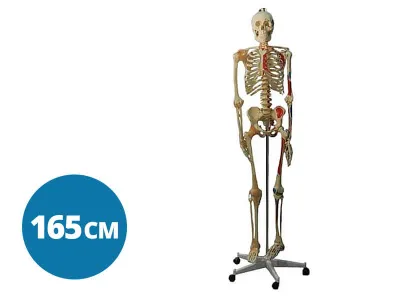 Модель скелета человека с раскрашенными местами прикрепления мышц и связками (со стойкой), 165 см