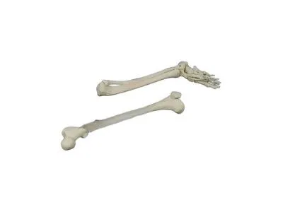 L062 левая Модель костей левой нижней конечности