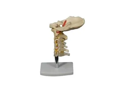 YAL032 Модель шейного отдела позвоночника (на подставке)