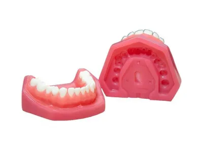 М0470 Денто-модель верхней и нижней челюсти ЧВН-28 N