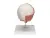 Модель черепа с лицевыми мышцами 3B Smart Anatomy_3